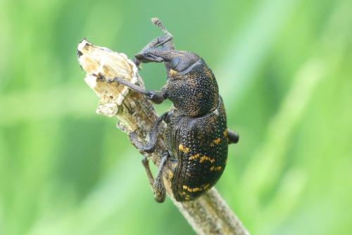 Hylobius abietis